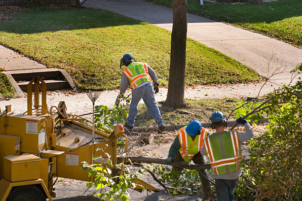Best Lawn Pest Prevention  in Highland Park, NJ