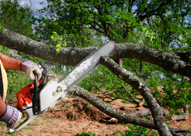 Best Lawn Maintenance Plans  in Highland Park, NJ